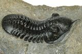 Morocconites Trilobite With Hollardops - Ofaten, Morocco #352632-6